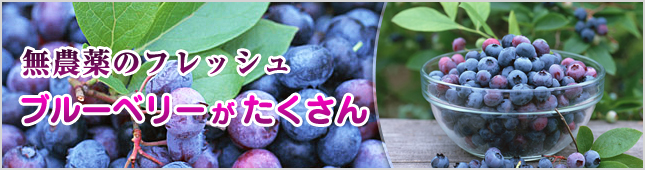無農薬のフレッシュブルーベリーがたくさん 無農薬のフレッシュブルーベリーがたくさん